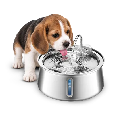 Beagle puppy drinking from the FounTail stainless steel water fountain